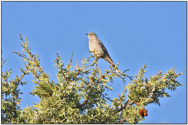 Townsend's Solitaire (Myadestes townsendi) by Daves BirdingPix