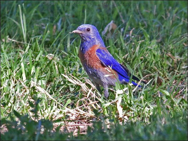 Western Bluebird (Sialia mexicana) by Ian