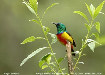 Regal Sunbird (Cinnyris regius) by Tom Tarrant