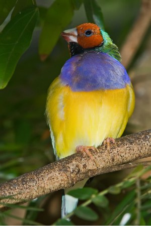 Gouldian Finch (Erythrura gouldiae) by Africaddict