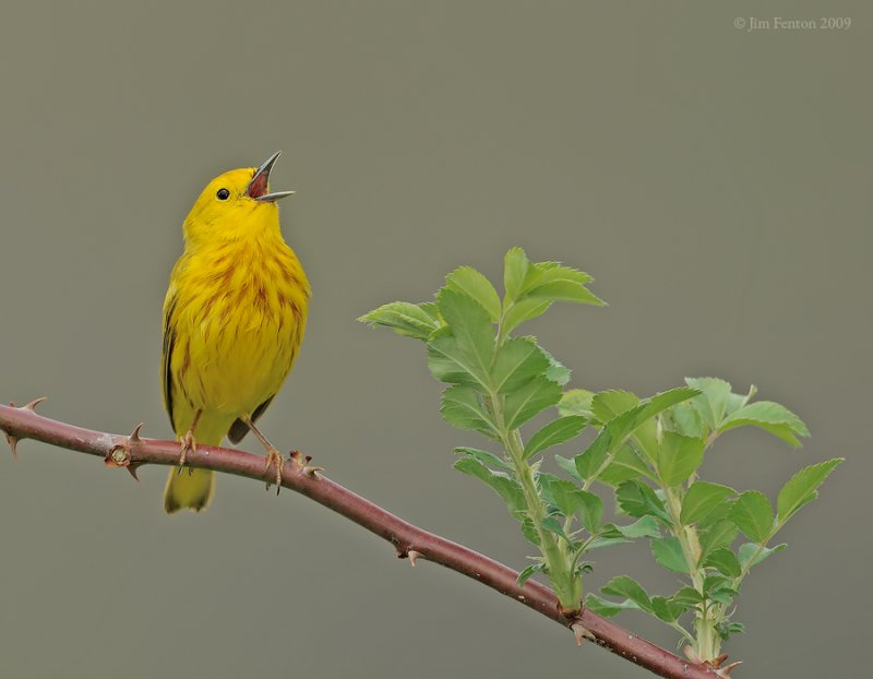 American Yellow Warbler (Dendroica aestiva) by J Fenton