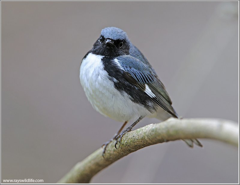 Black-throated Blue Warbler (Dendroica caerulescens) by Raymond Barlow