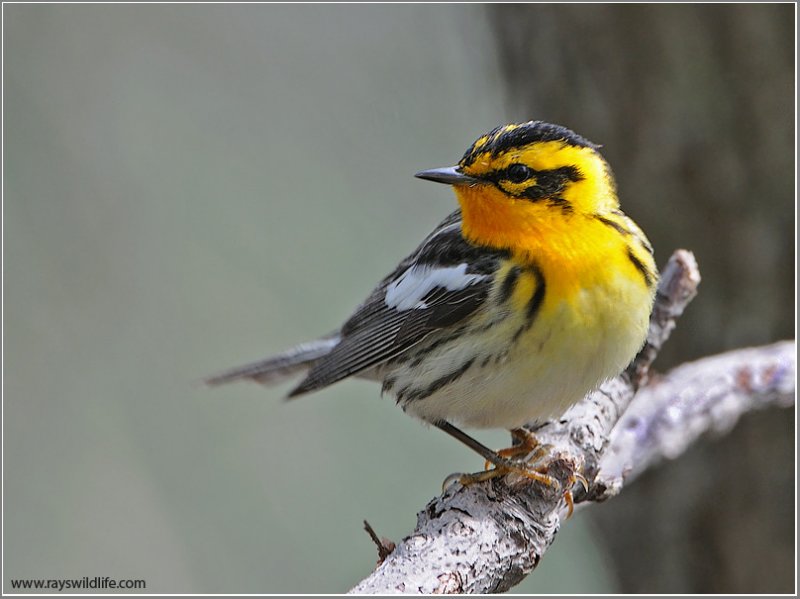 Blackburnian Warbler (Dendroica fusca) by Raymond Barlow