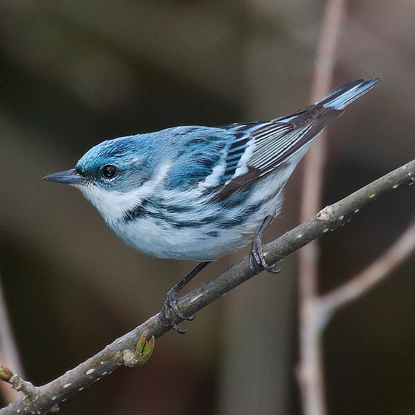 Cerulean Warbler (Setophaga cerulea) ©WikiC