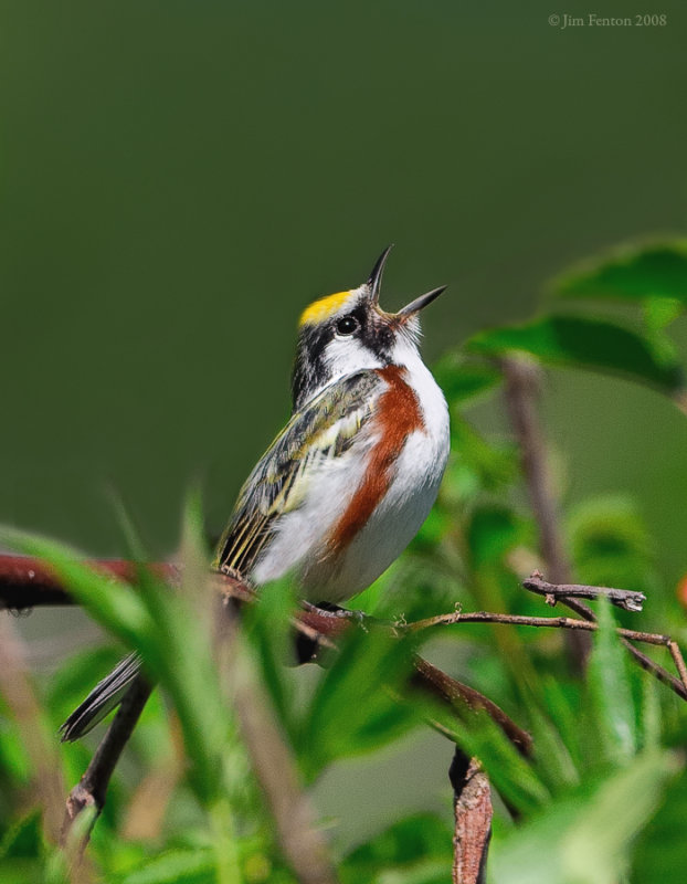 Chestnut-sided Warbler (Dendroica pensylvanica) by Jim Fenton