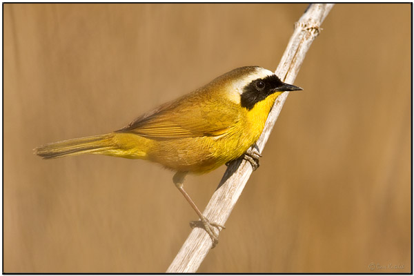 Common Yellowthroat (Geothlypis trichas) by Daves BirdingPix