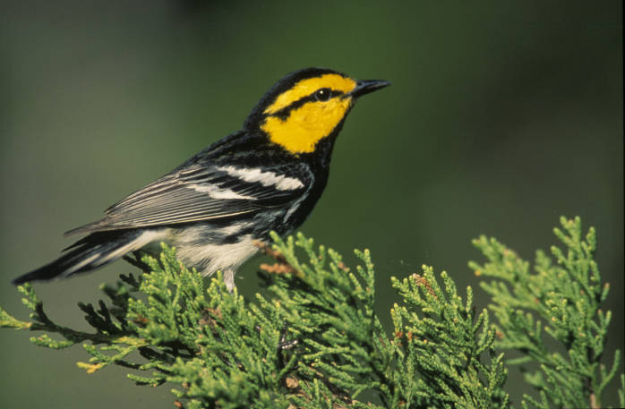 Golden-cheeked Warbler (Dendroica chrysoparia) ©USFWS