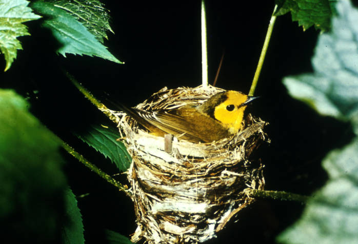 Hooded Warbler (Wilsonia citrina) ©USFWS