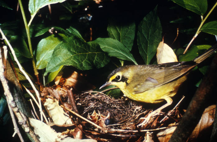 Kentucky Warbler (Oporornis formosus) ©USFWS