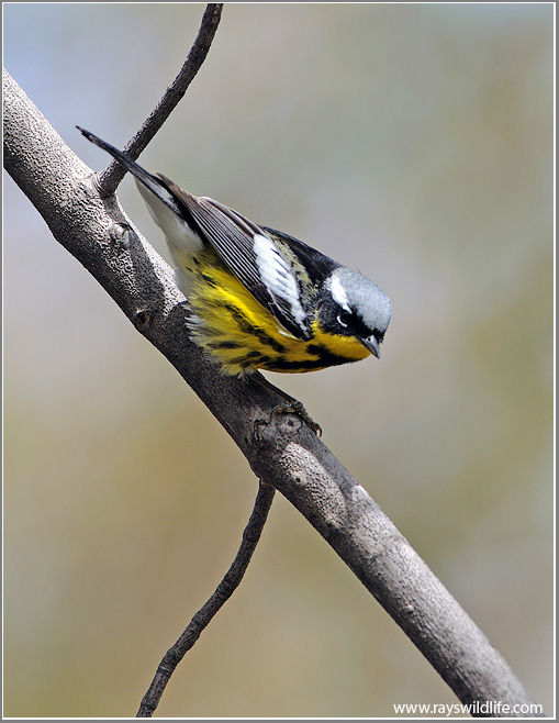 Magnolia Warbler by Ray