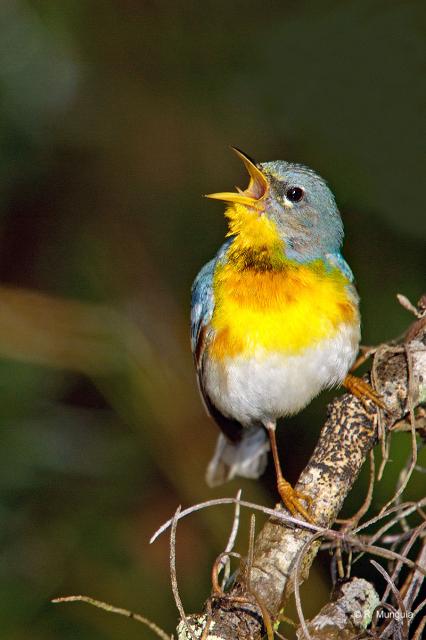 Northern Parula (Parula americana) Reinier Munguia