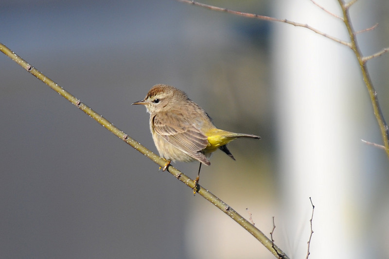 Palm Warbler (Dendroica palmarum) by Bob-Nan