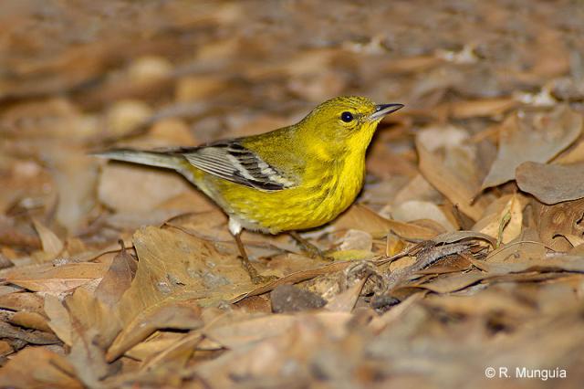 Pine Warbler (Dendroica pinus) Reinier Munguia