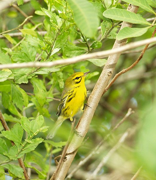 Prairie Warbler (Dendroica discolor) ©WikiC