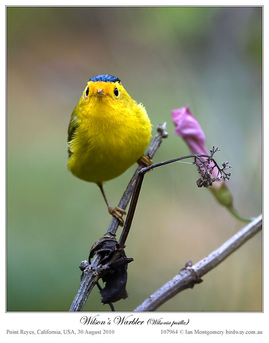 Wilson's Warbler (Wilsonia pusilla) by Ian