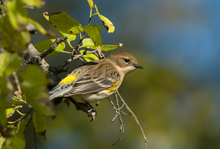 Yellow-rumped Warbler (Dendroica coronata) by Anthony747