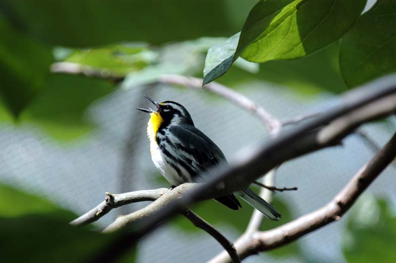 Yellow-throated Warbler (Dendroica dominica) 2 by Bob-Nan