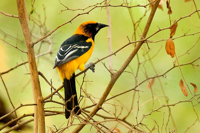Altamira Oriole (Icterus gularis mentalis) Rio Grande Val Tx ©©fveronesi1