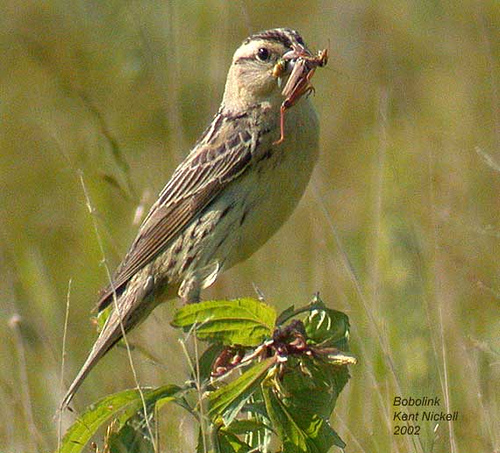 Bobolink (Dolichonyx oryzivorus) by Kent Nickell