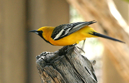 Hooded Oriole (Icterus cucullatus) by Kent Nickell