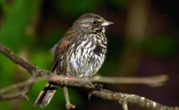 Jenny Has a Good Word for Some Sparrows – Chapter&nbsp;3