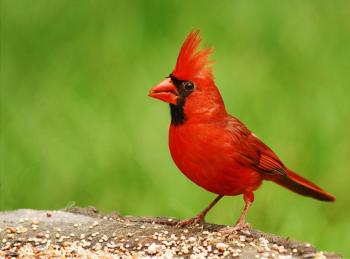 Northern Cardinal (Cardinalis cardinalis) - ©WikiC