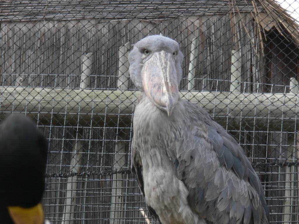 Shoebill by Lee Lowry Park Zoo