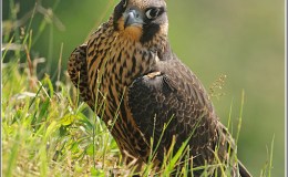 Bible Birds –&nbsp;Falcon