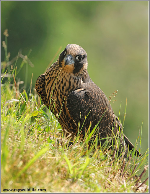 Peregrine Falcon by Ray