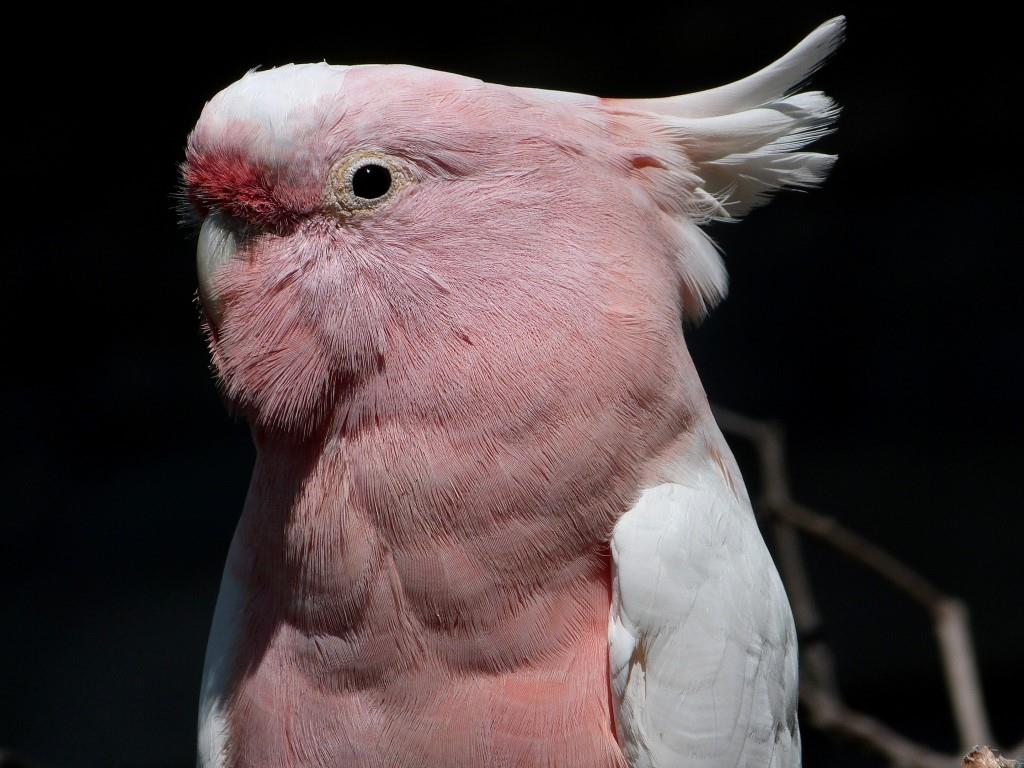 Major Mitchell's Cockatoo (Lophochroa leadbeateri) at Cincinnati Zoo