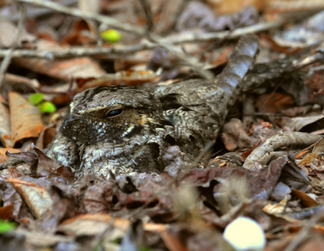 Whip-poor-will (Caprimulgus vociferus) by Jeff Catlin
