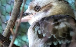 Laughter From A&nbsp;Bird