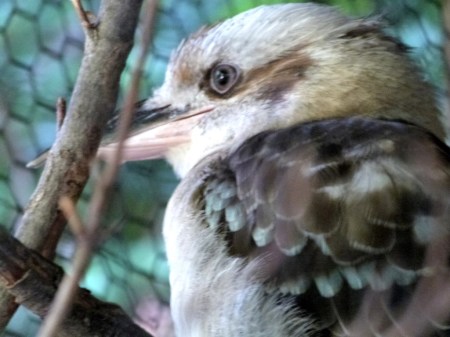 Laughing Kookaburra (Dacelo novaeguineae) at Cincinnati Zoo