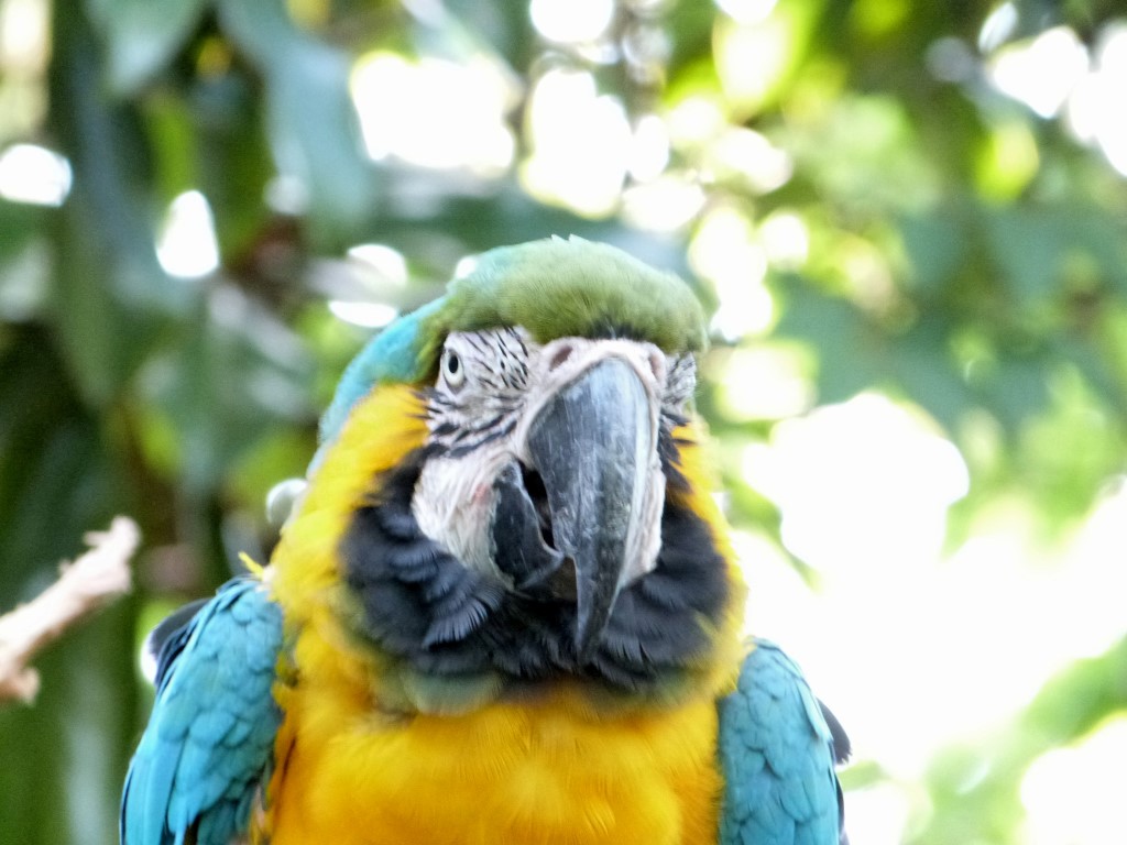 Parrot Cincinnati Zoo 9-5-13