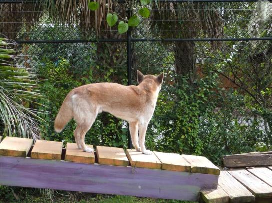 Singing Dogs at Lowry Pk Zoo