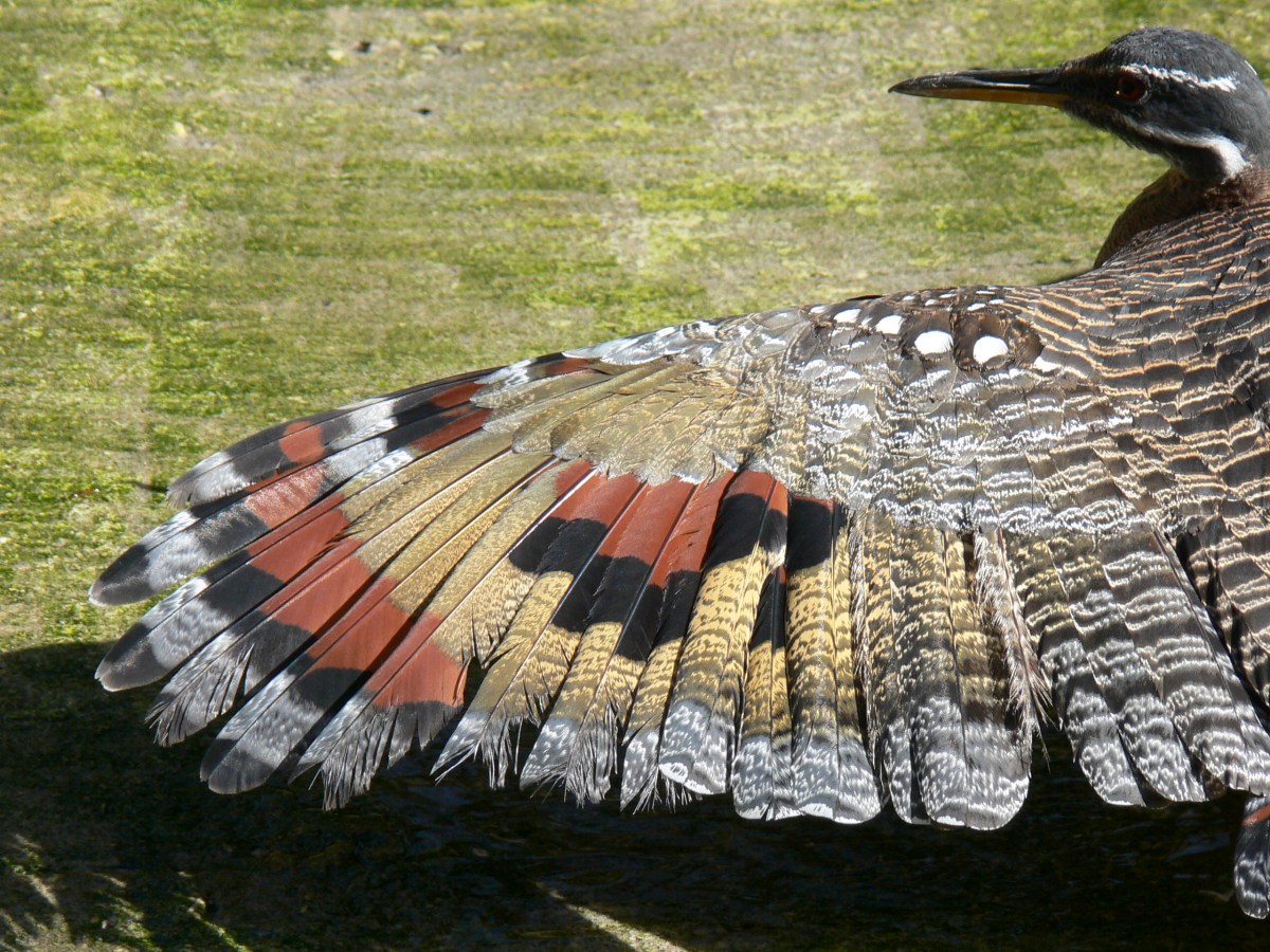 Sunbittern (Eurypyga helias) by Lee LPZoo