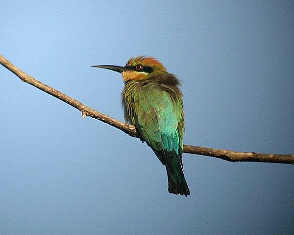 Rainbow Bee-eater (Merops ornatus) ©©Bing