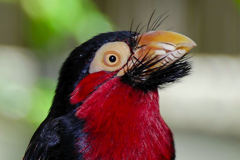 Bearded Barbet (Lybius dubius) ©WikiC Head