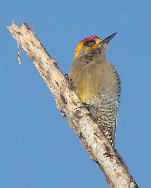 Golden-cheeked Woodpecker (Melanerpes chrysogenys) ©WikiC
