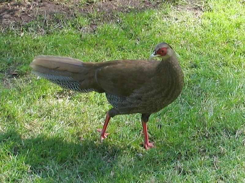 Silver Pheasant (Lophura nycthemera) F ©WikiC
