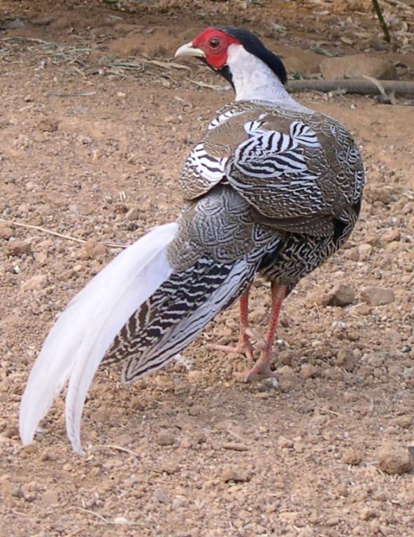 Silver Pheasant (Lophura nycthemera) ©WikiC
