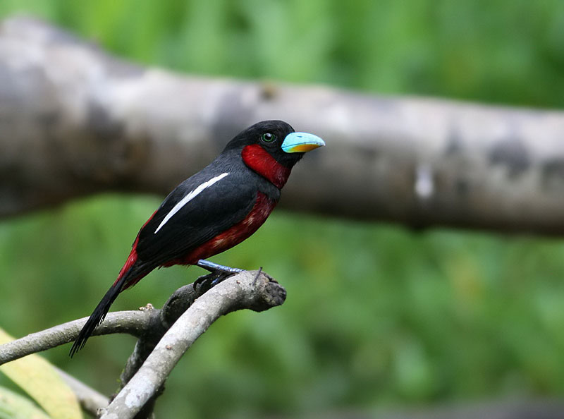 Black-and-red Broadbill (Cymbirhynchus macrorhynchos) by Peter Ericsson