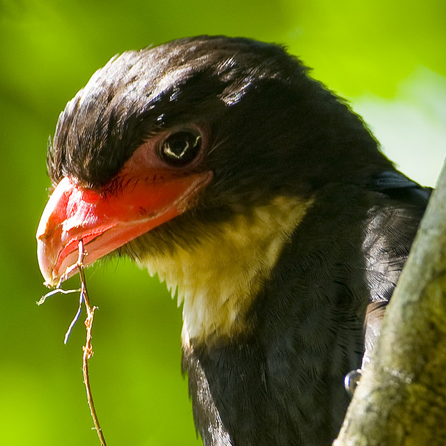 Dusky Broadbill (Corydon sumatranus) ©WikiC Mike3
