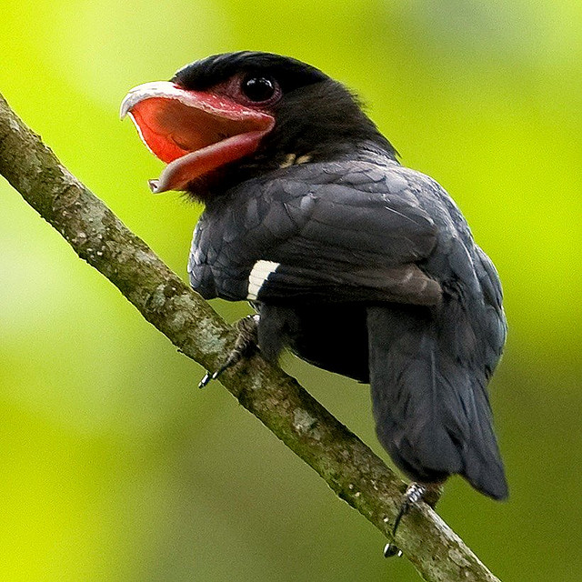 Dusky Broadbill (Corydon sumatranus) ©WikiC Mike5
