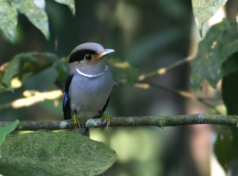 Silver-breasted Broadbill (Serilophus lunatus) by Peter Ericsson