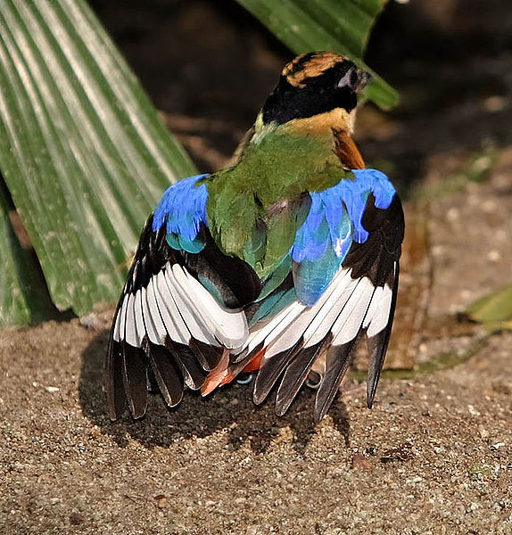 Blue-winged Pitta (Pitta moluccensis) ©WikiC