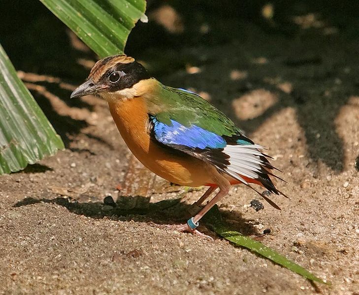 Blue-winged Pitta (Pitta moluccensis) ©WikiC