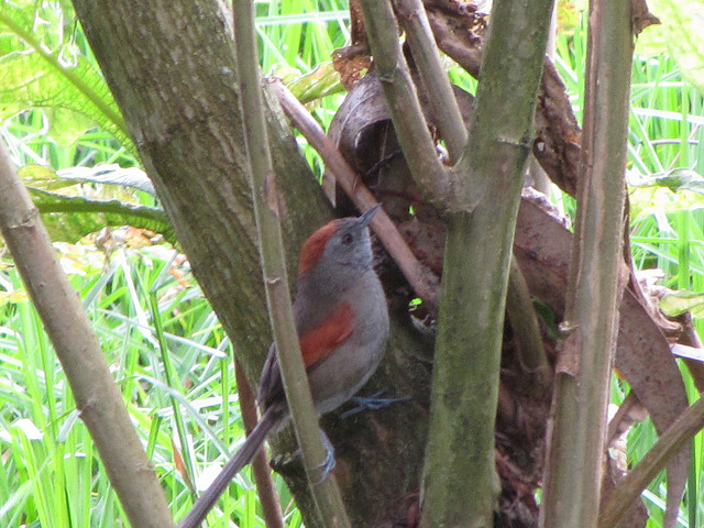 Silvery-throated Spinetail (Synallaxis subpudica) by Jebila