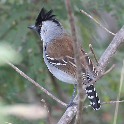 Silvery-cheeked Antshrike (Sakesphorus cristatus) by AGrosset