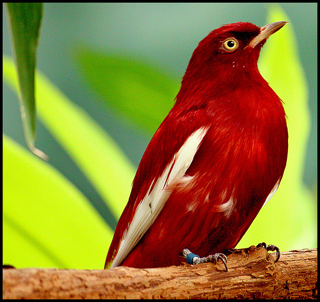 Pompadour Cotinga (Xipholena punicea) ©©holyknight33 Flickr